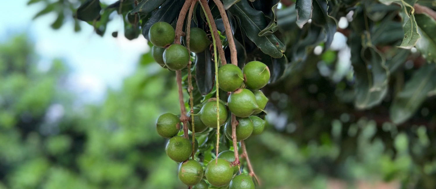 World Macadamia Organisation | Industry data