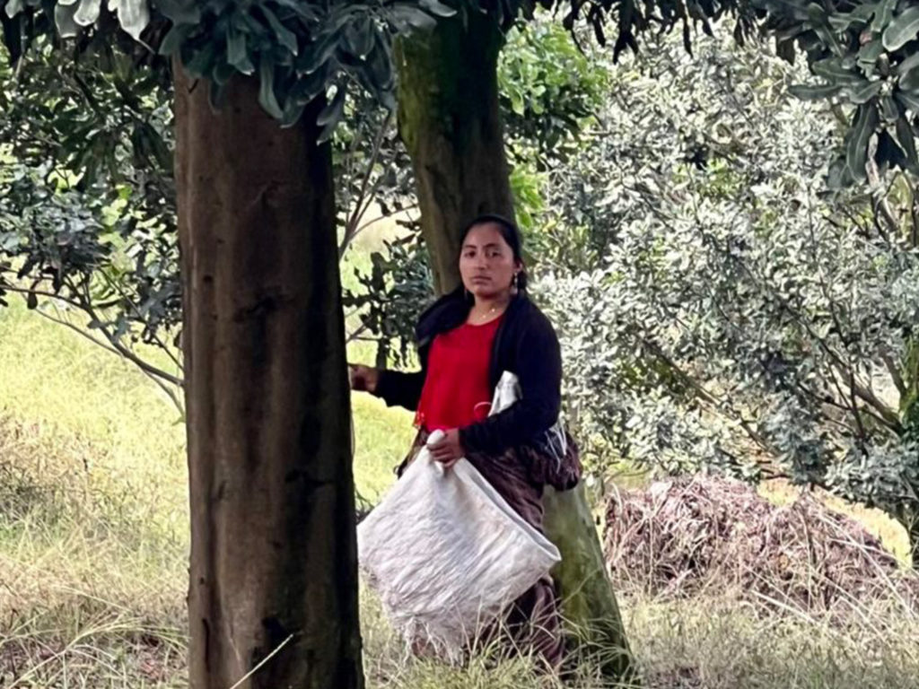 Guatemala Visit| World Macadamia Organisation