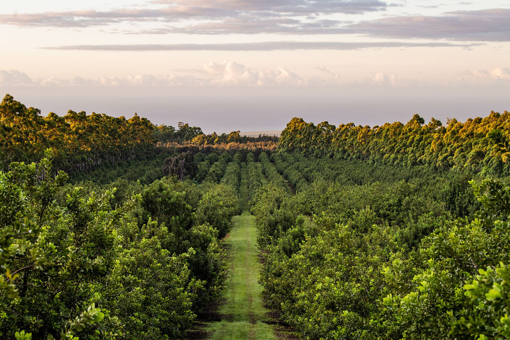 macadamias trees