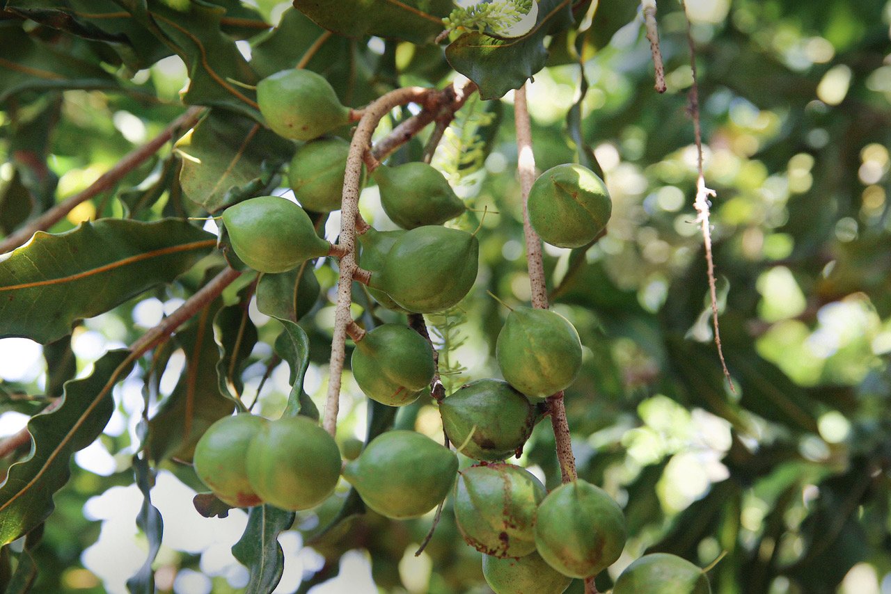 Macadamia Products Global Growers